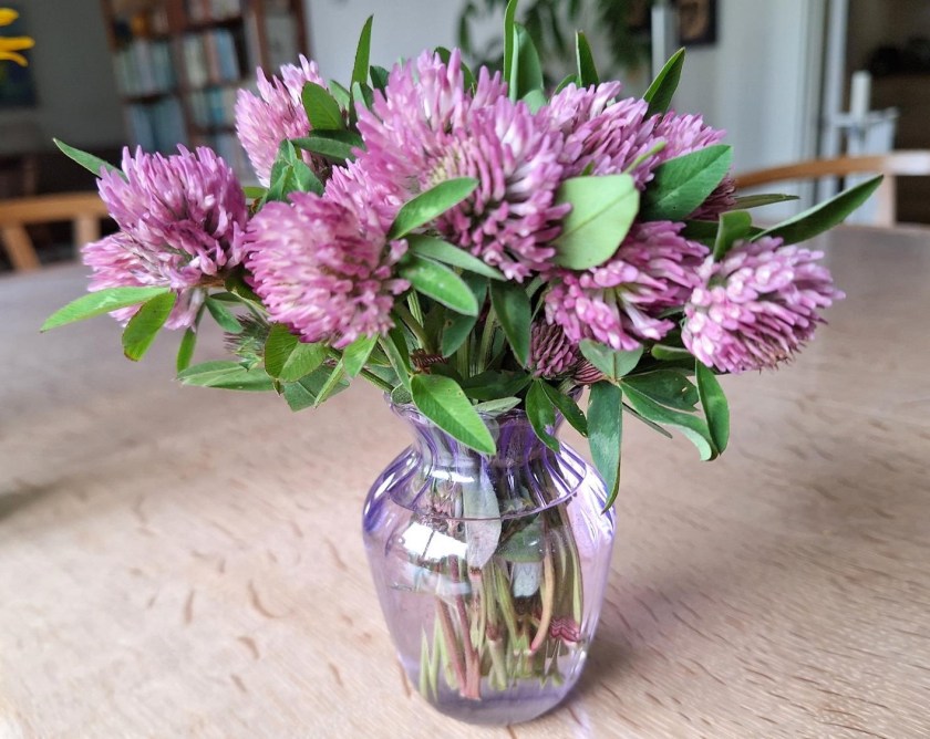 Rødkløver i vase