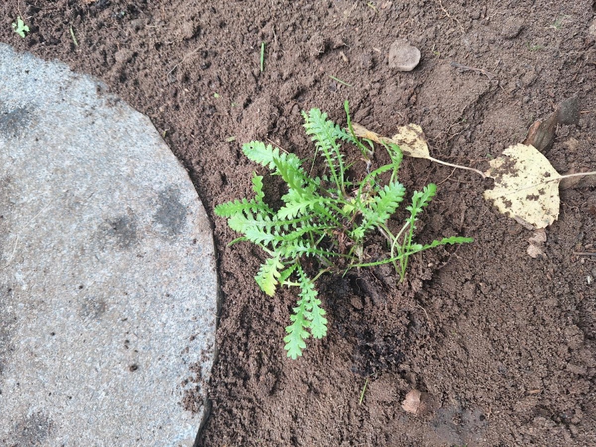 En sti med trædesten og&nbsp;trædebregner