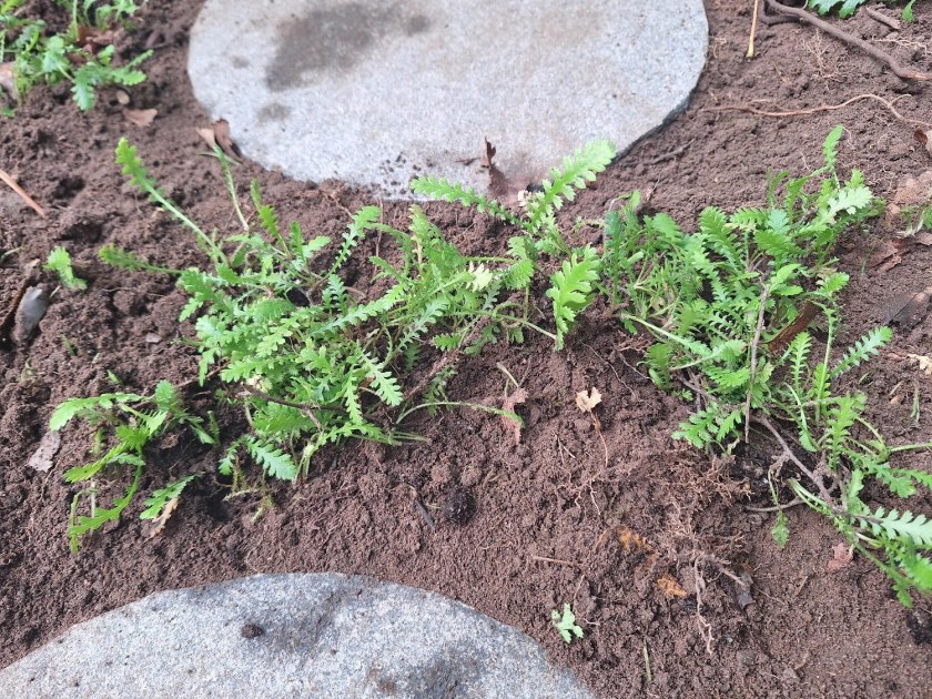 Trædebregnerne er plantet