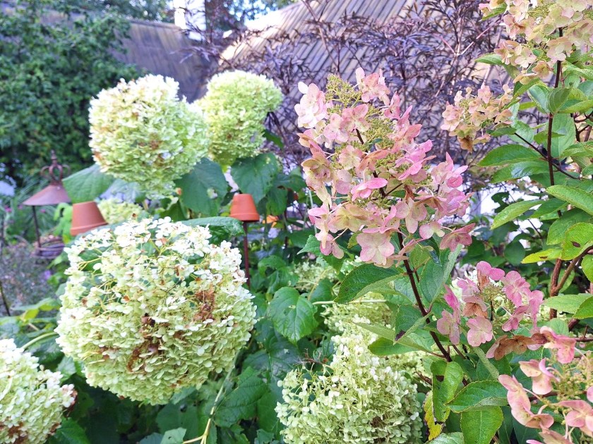 Hortensia ældes med ynde