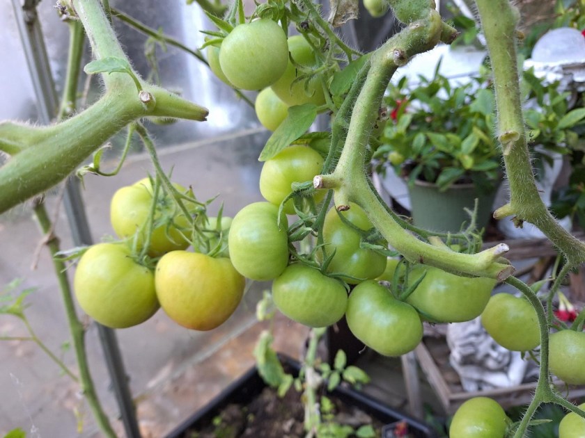 Grønne tomater i drivhuset