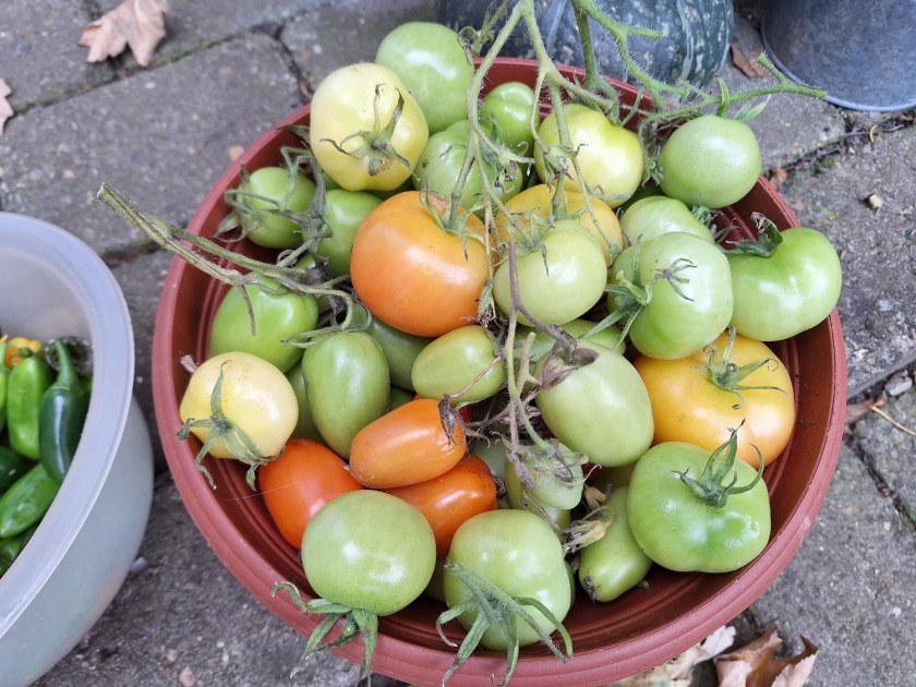 Drivhusets sidste tomater