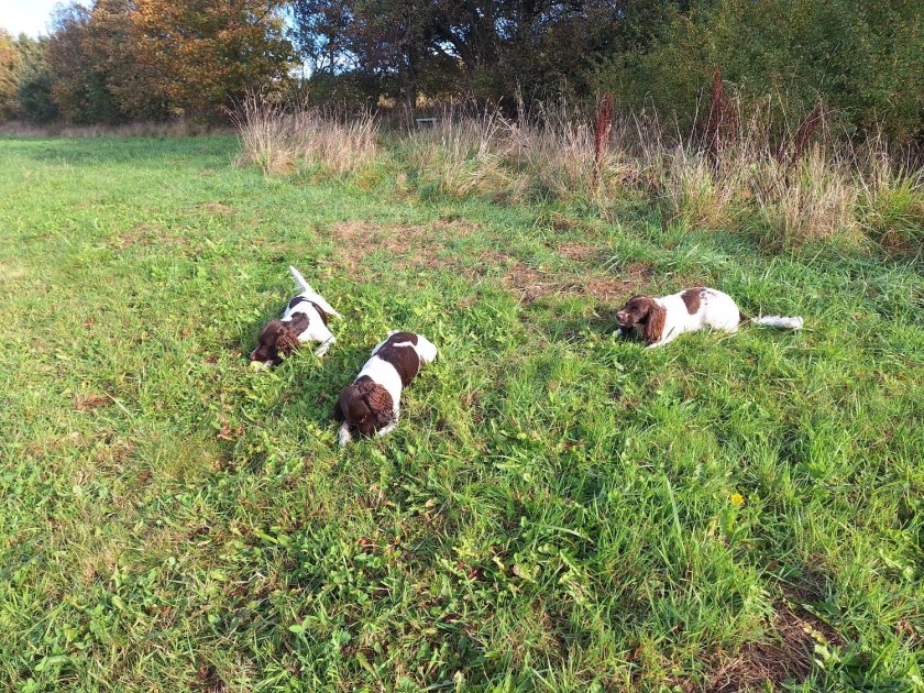Hundene spiser æbler