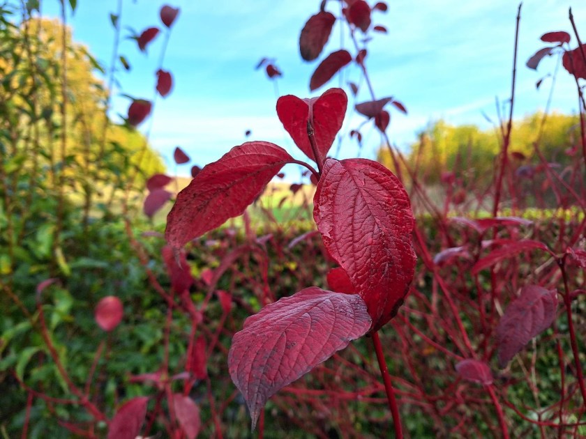 Hvid kornel med røde blade og grene