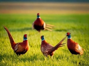 AI genereret billede af fasaner