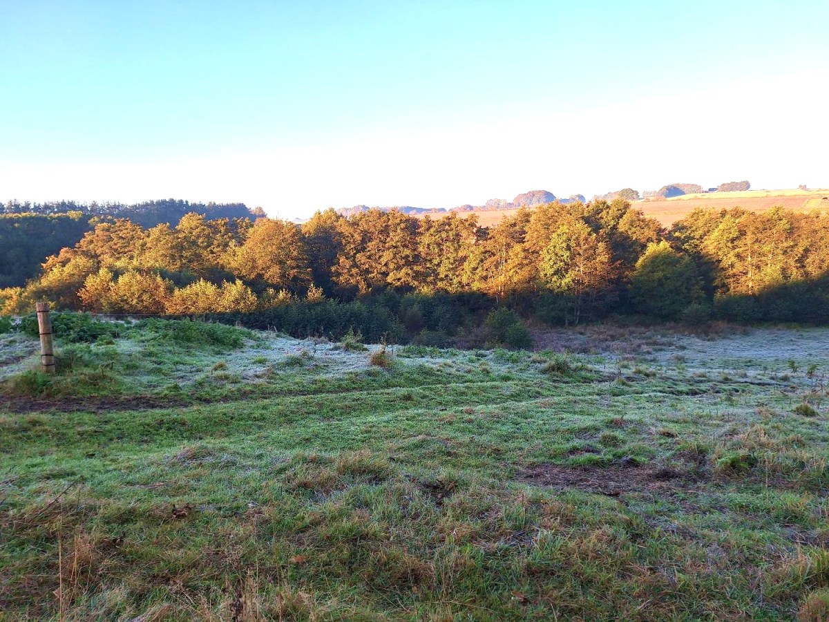 Første frostmorgen – lidt af en&nbsp;overraskelse