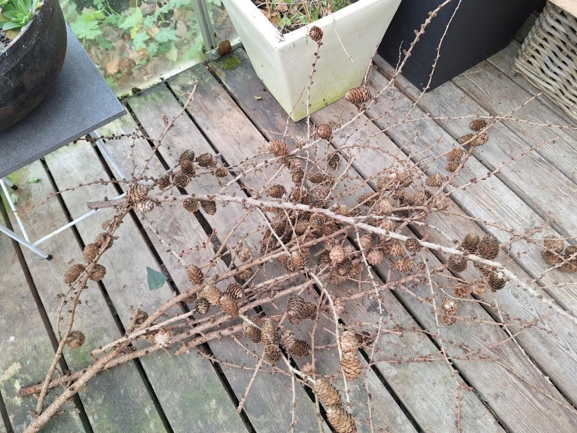 Lærkegrene med kogler