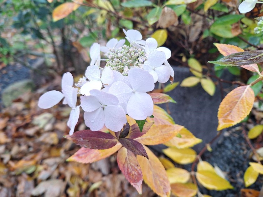 Hortensia Runaway Bride blomstrer stadig i november