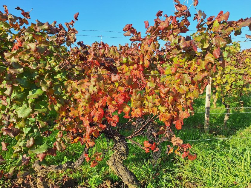 Vinstokke med efterårsløv