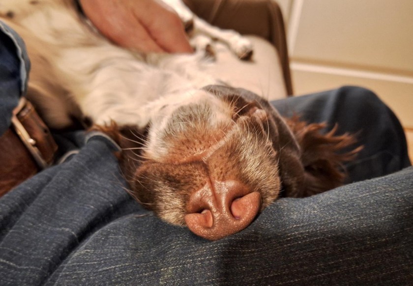 Andy med snuden i vejret