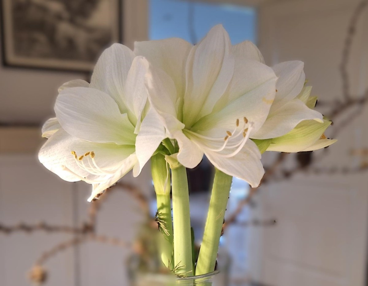 Amaryllis
