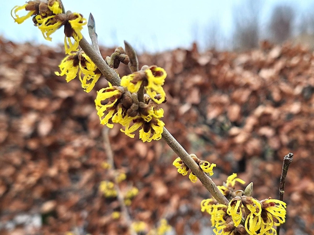 Små gule glimt i den kolde&nbsp;vinter