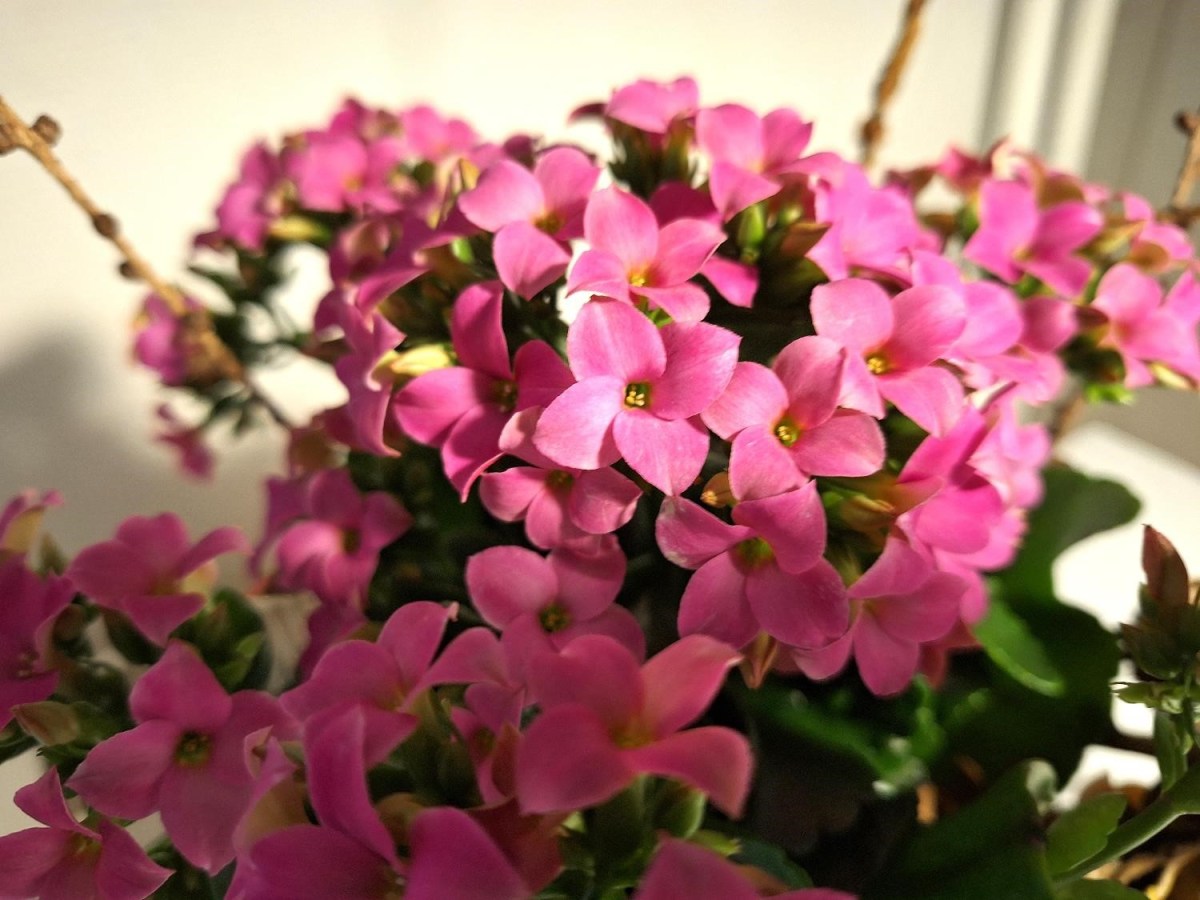 Kalanchoe