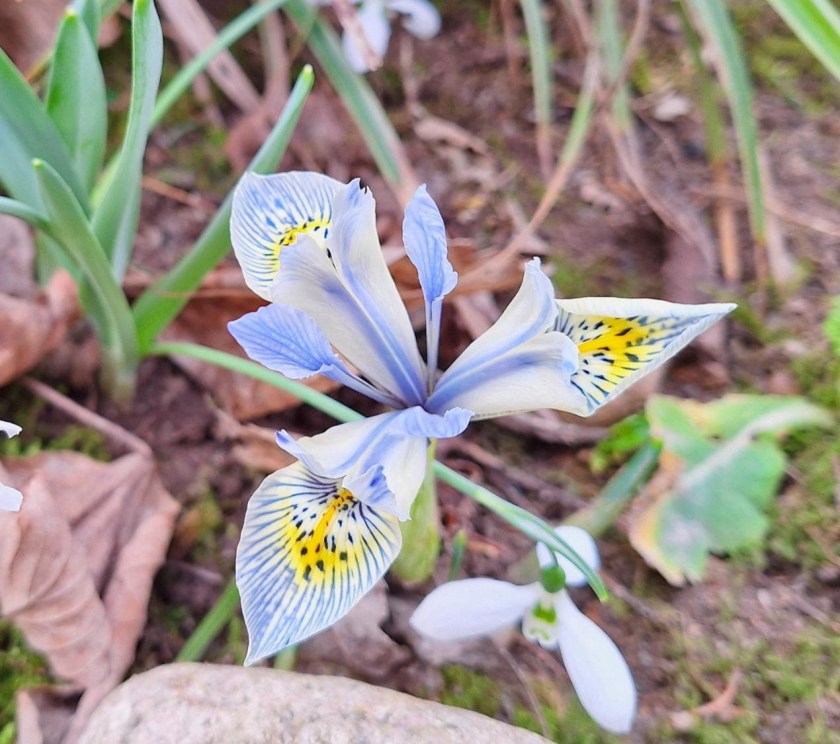 Iris reticulata Katherine Hodgkin