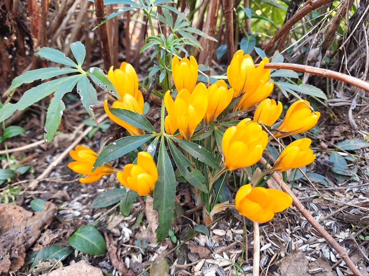 Forårsweekend på vej med sol og&nbsp;indsamling