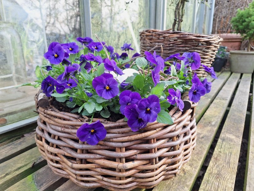 Kurv med rede af hornvioler og humleranker