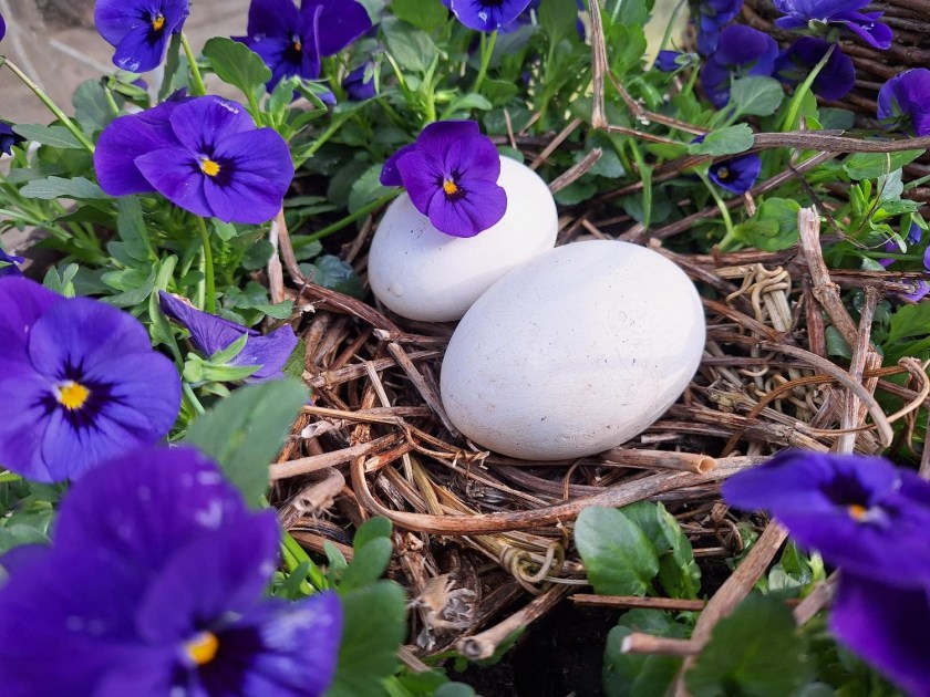 Rede af hornvioler og humleranker set tæt på