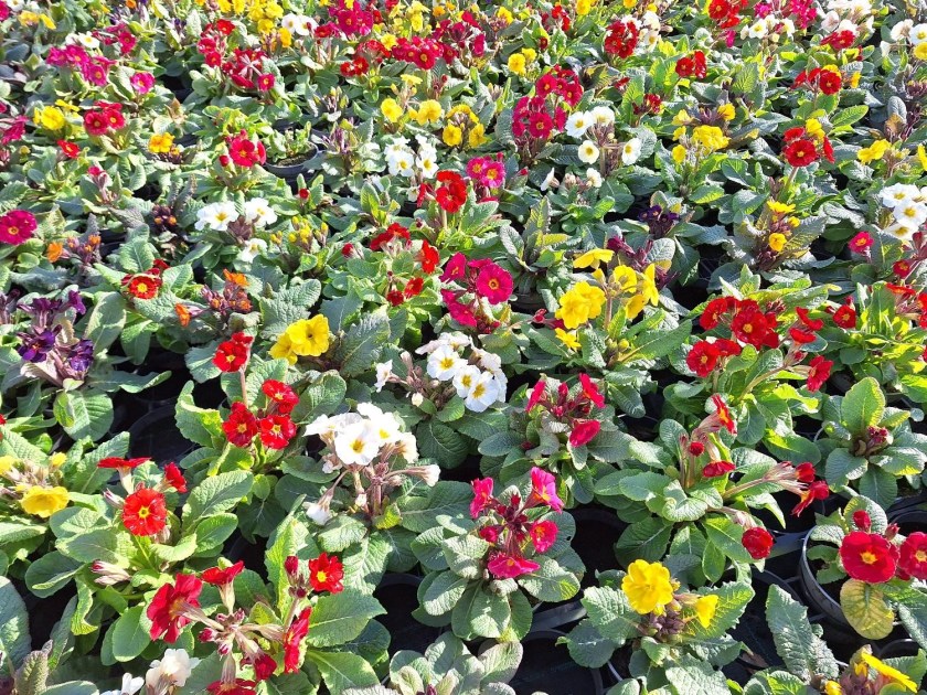 Et væld af primula hos Gartneriet Pedersen