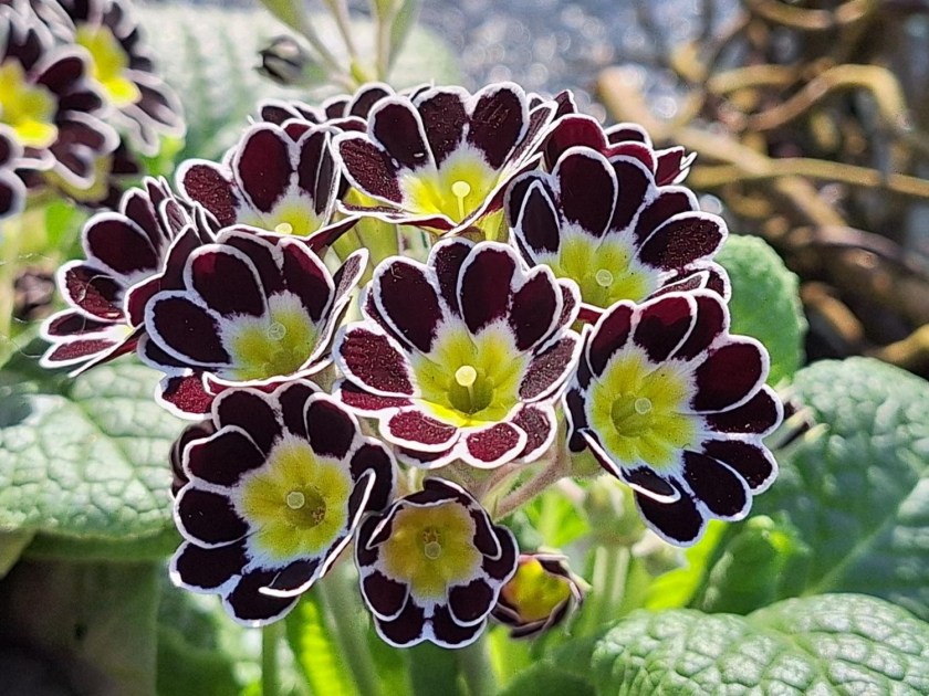 Primula tofarvet