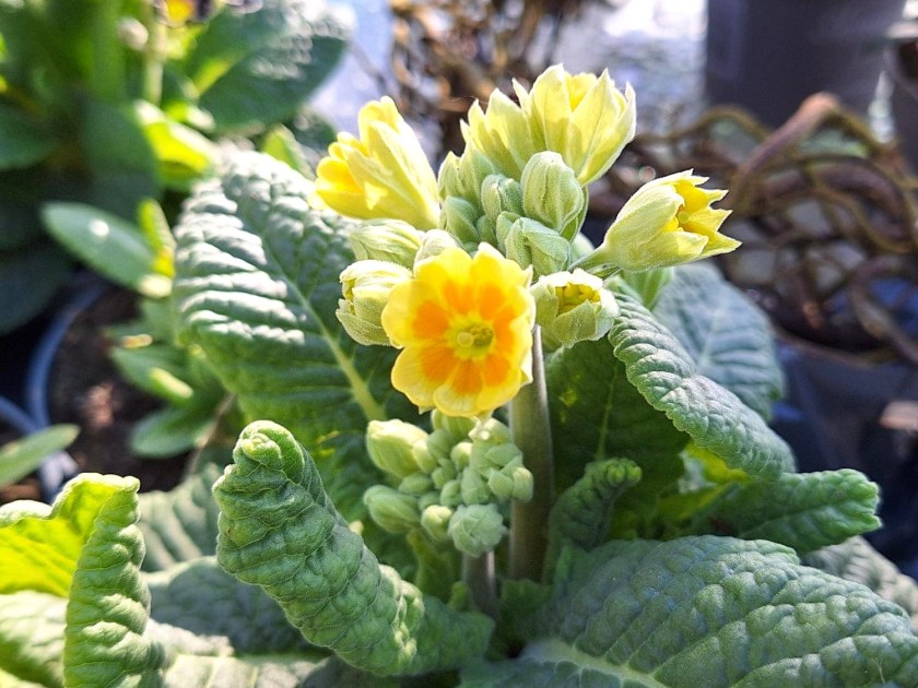 Gul haveprimula