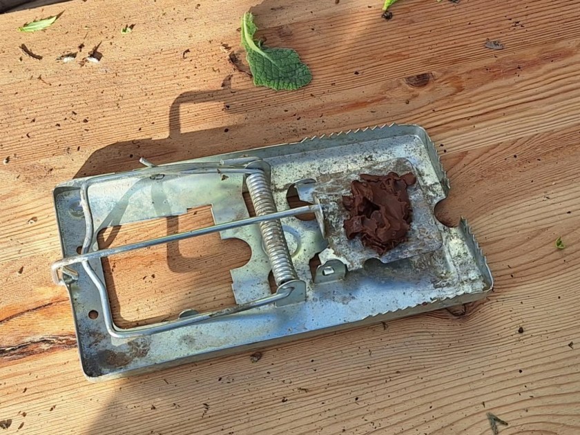 Rottefælde med Nutella