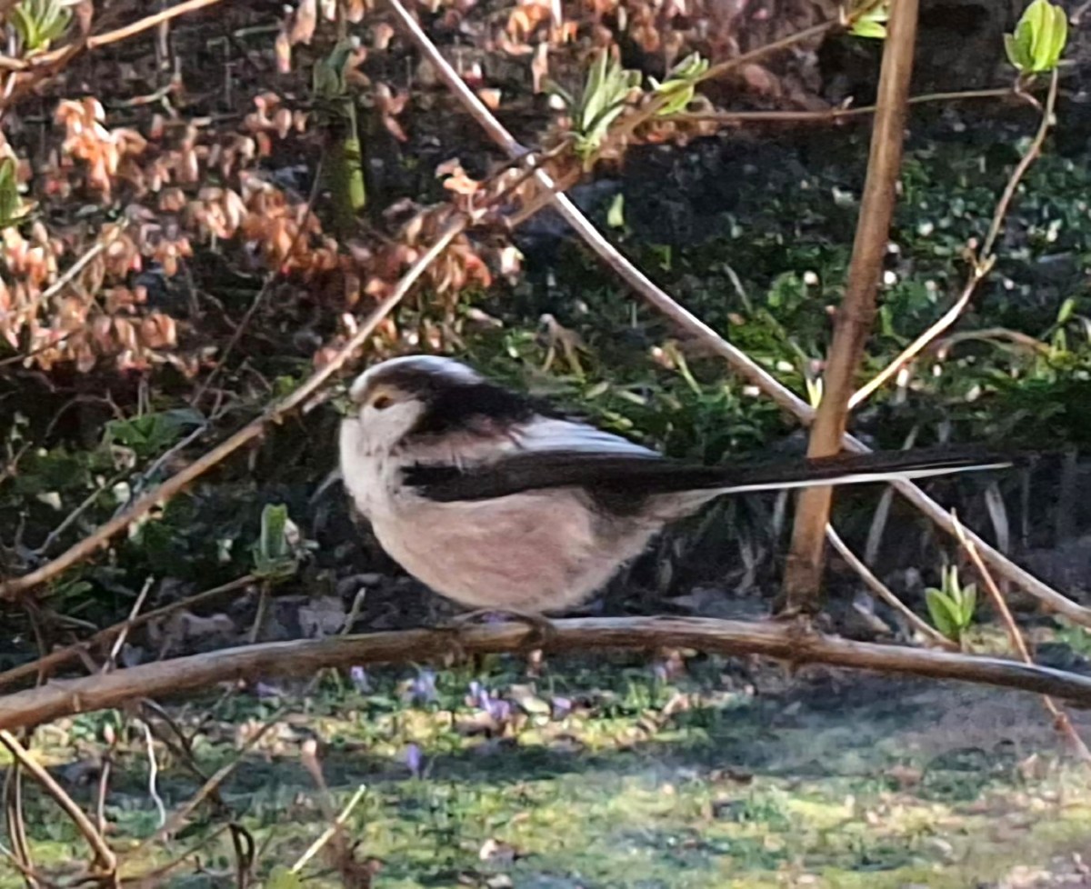 Halemejse udenfor vinduet
