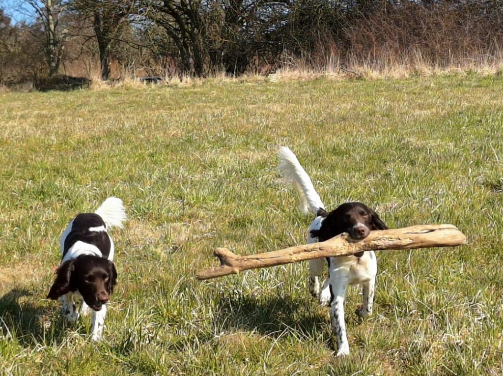 Beskåret til fokus på hundene