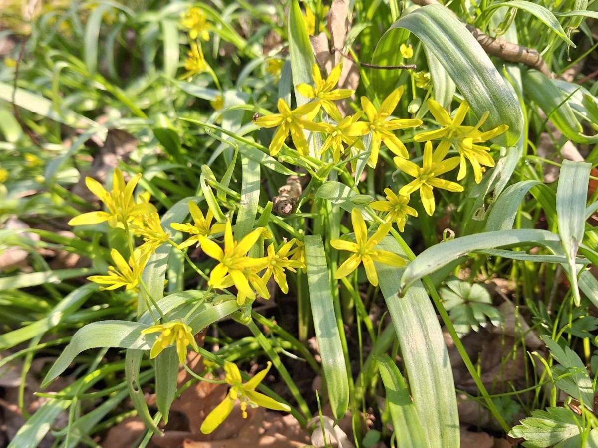 Almindelig Guldstjerne – ualmindeligt&nbsp;køn