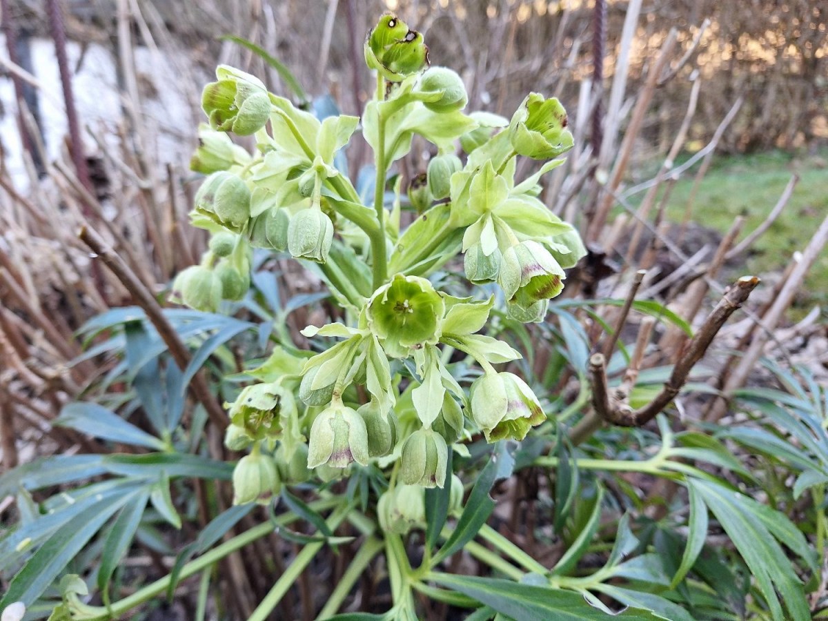 Helleborus Foetidus – ikke for&nbsp;kontrolfreaks