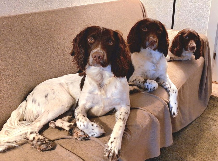 Tre hunde i hundesofaen