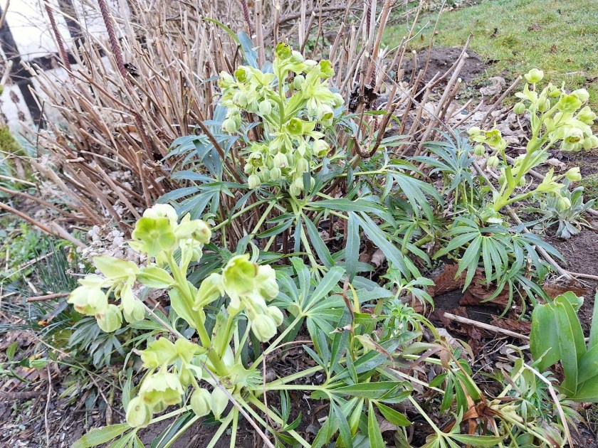 Helleborus Foetidus