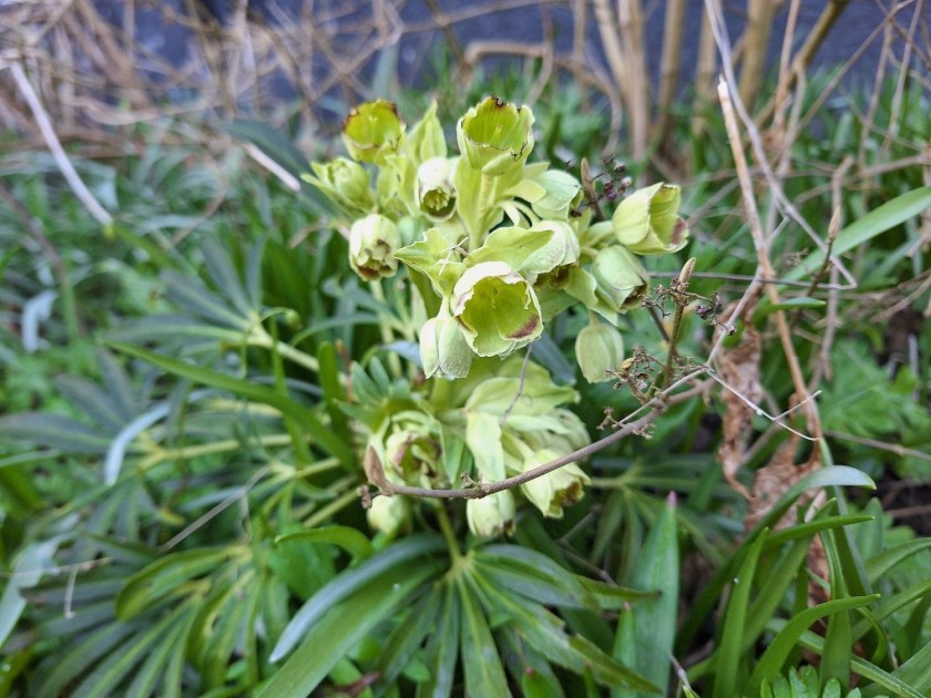 Helleborus Foetidus