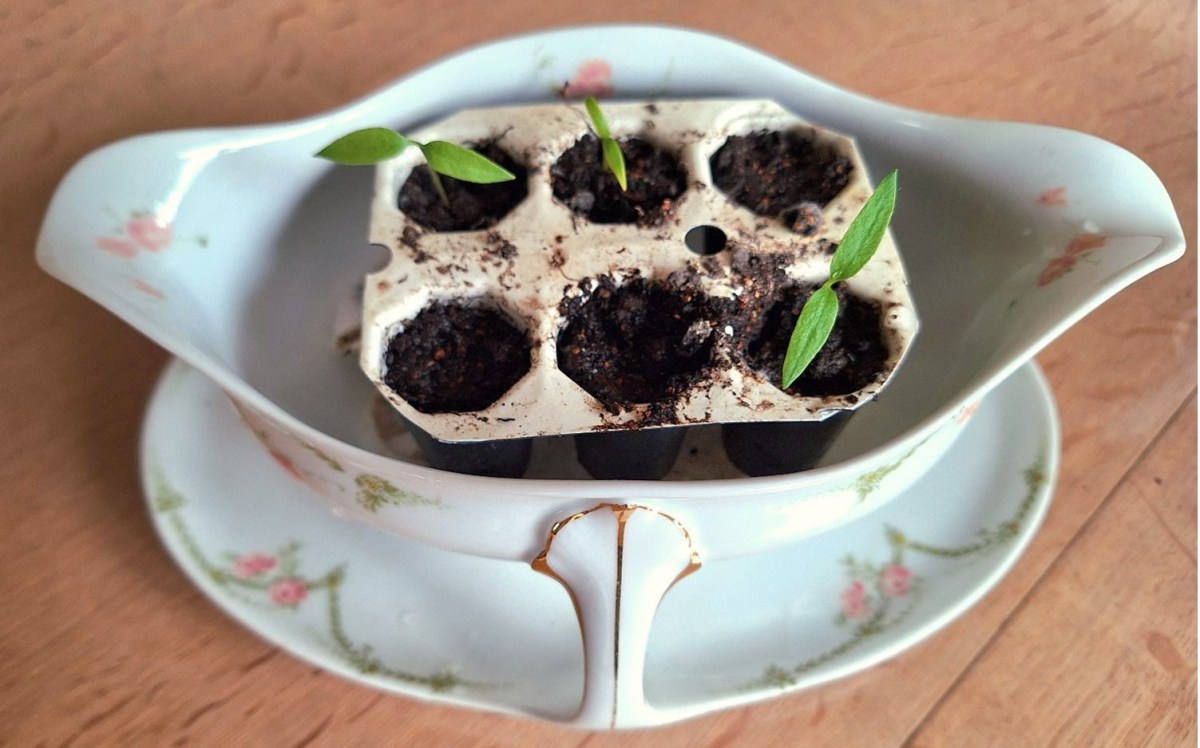 Chilispirer i sovseskål