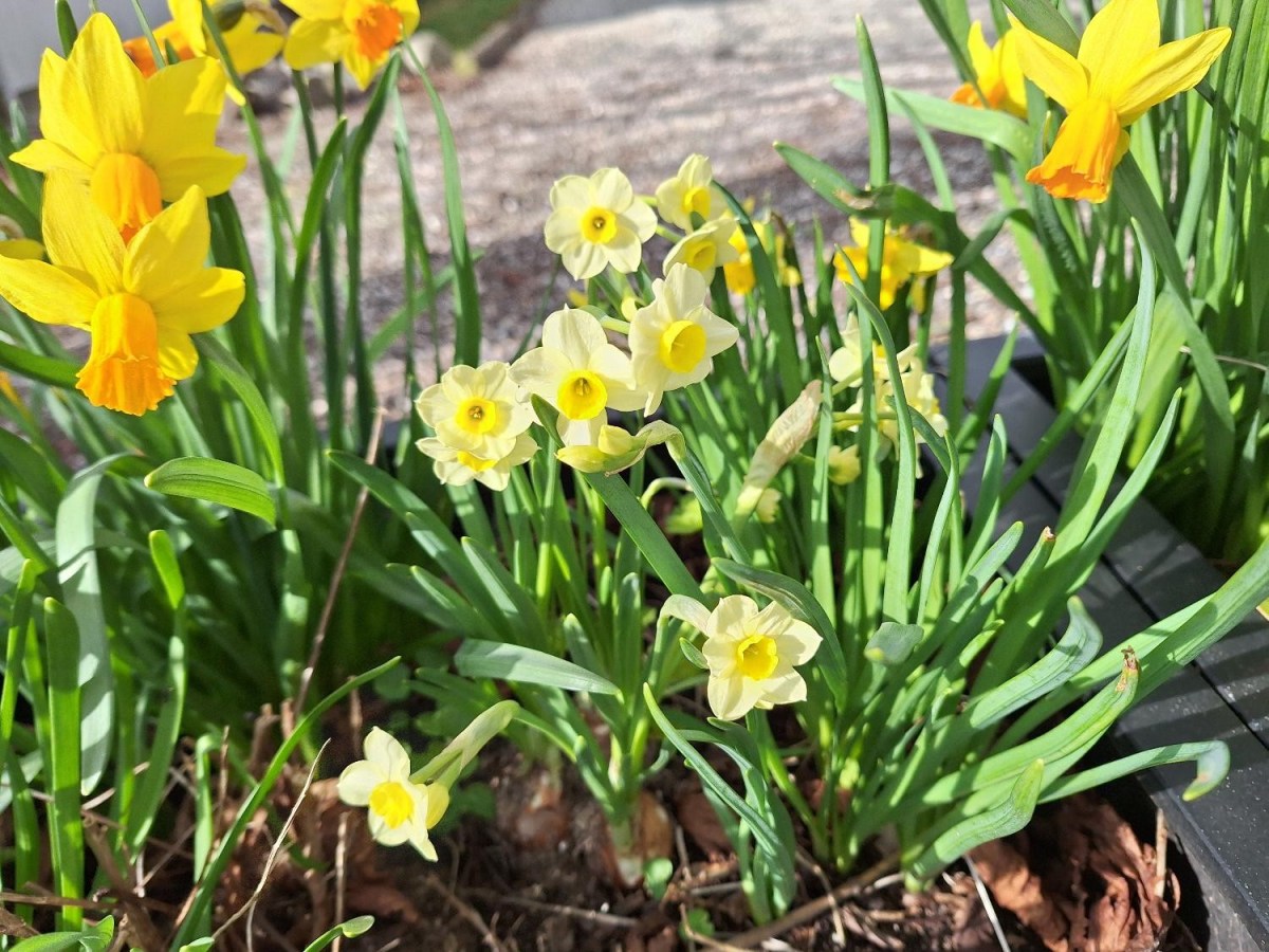 ‘Velkommen’-krukker med årstidens&nbsp;blomster.