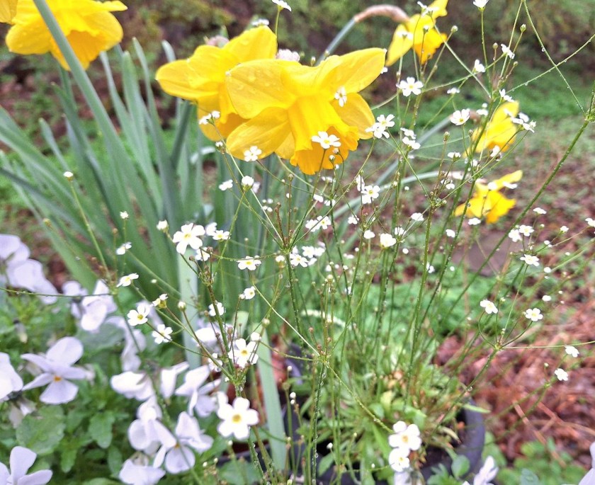 Påskeblomster - påskeliljer, hornvioler og fjeldarve