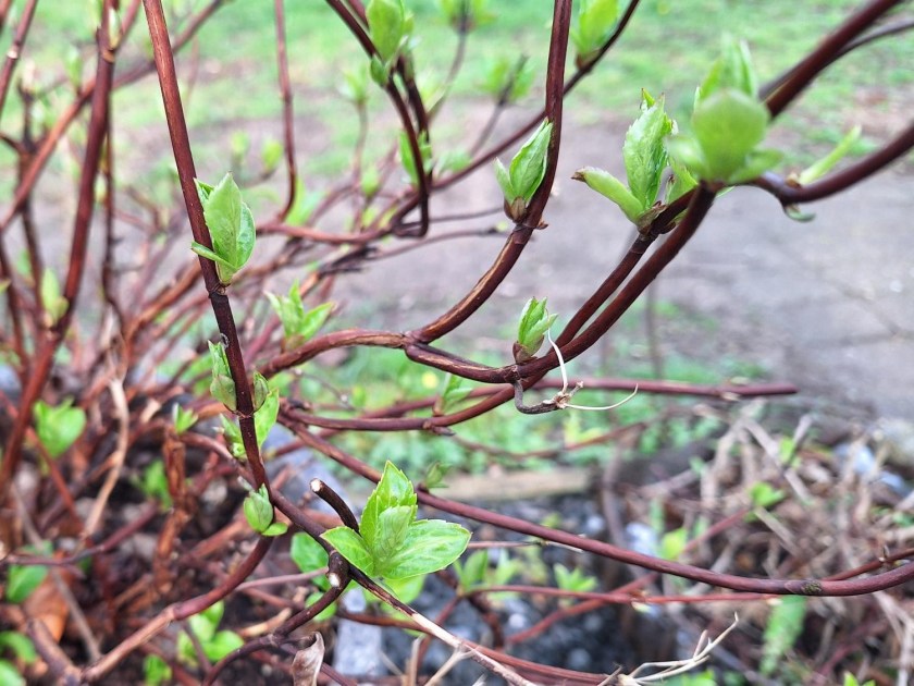 Hortensia Runaway Bride skyder igen