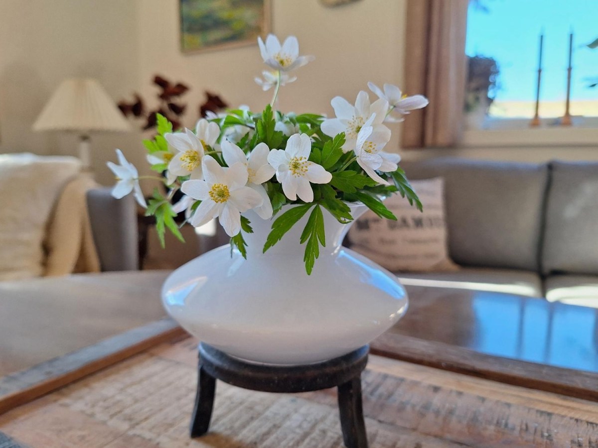 Et lille tip om et gratis blad med mad og&nbsp;opskrifter