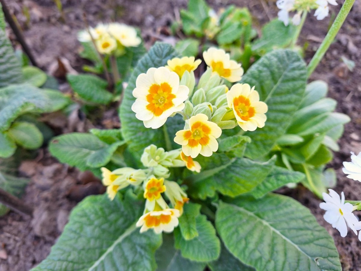 Forårsblomster i skovhaven