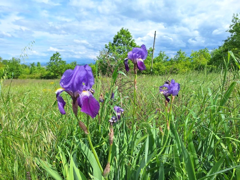 Blå iris i vejkanten