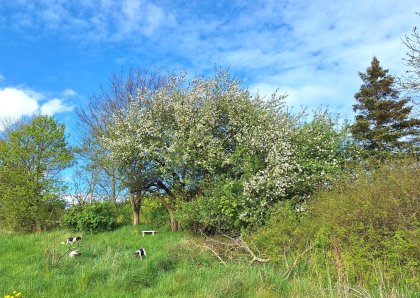 Det store æbletræ i blomst