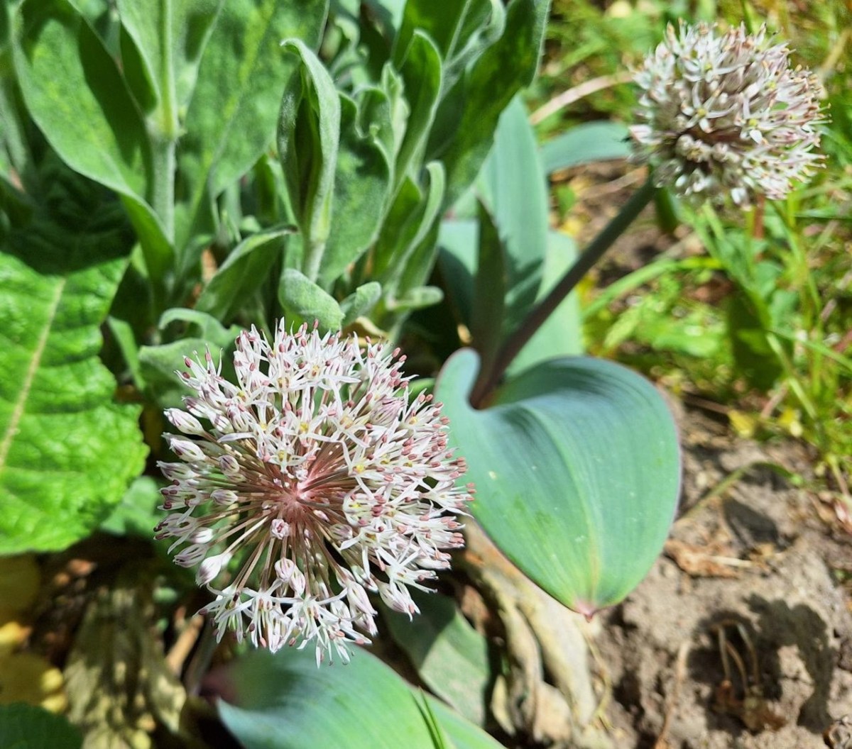 Forventninger til forårets&nbsp;løgplanter