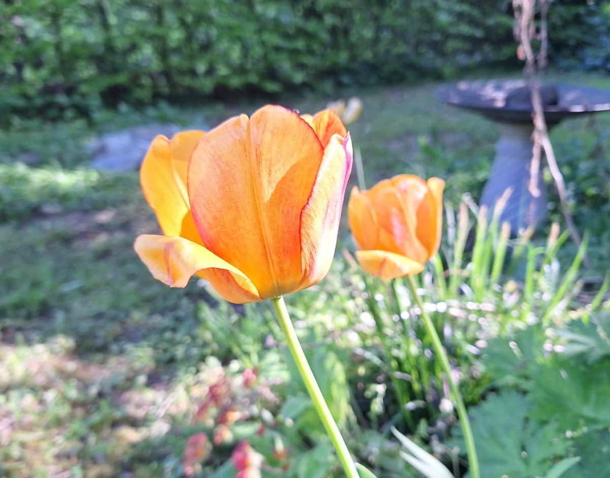 Blandt tulipaner, primula og&nbsp;halemejser