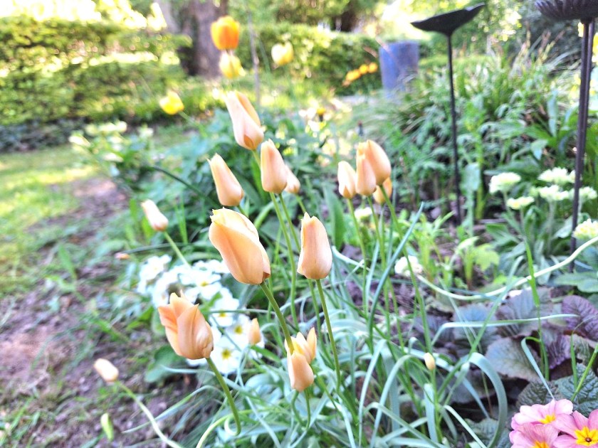 Små, sene tulipaner