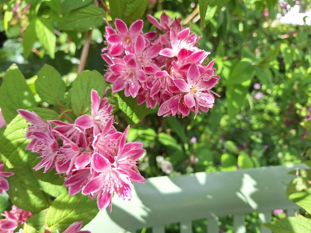 Stjernetop Strawberry Fields