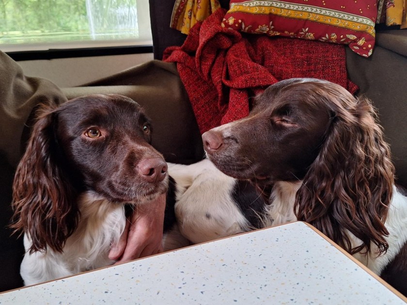 To hunde i sofaen i campingvognen