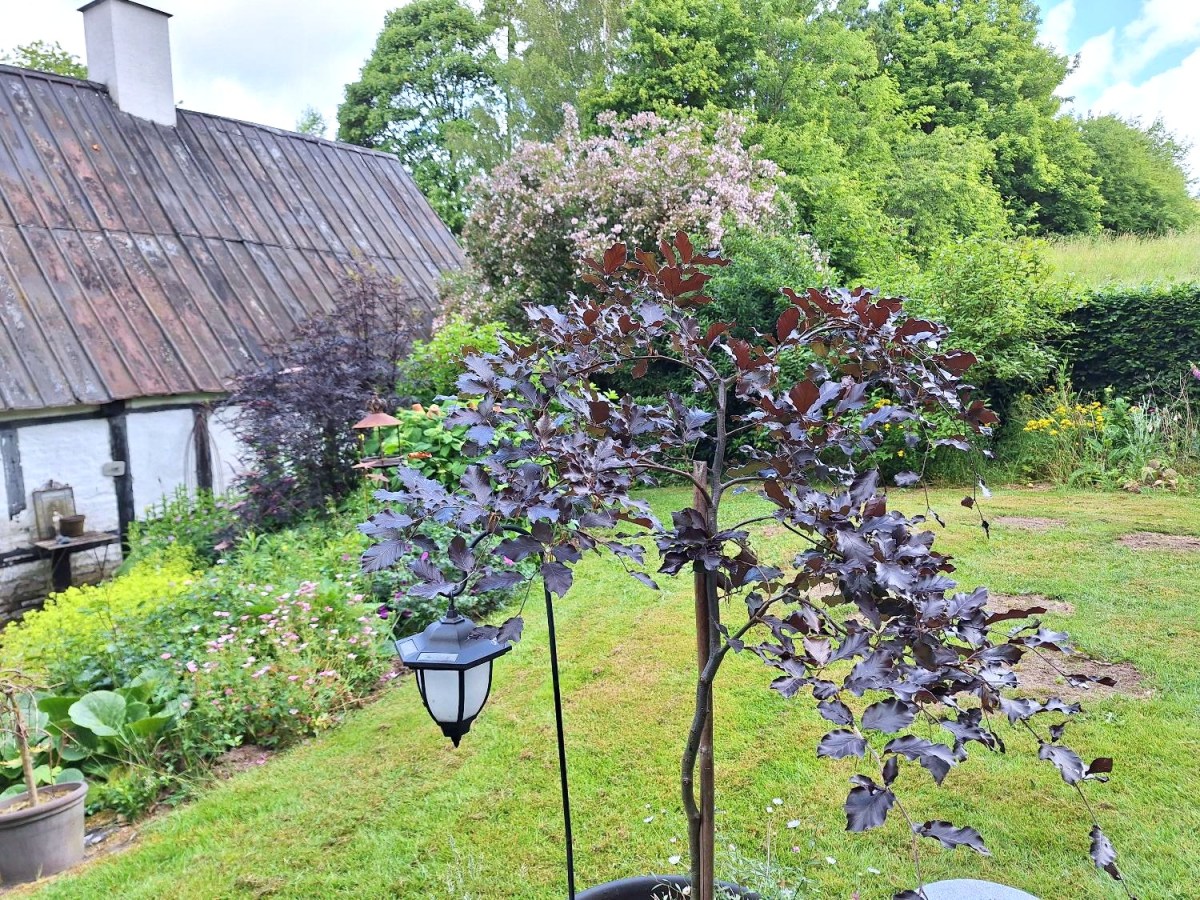 En lille, krukket blodbøg vokser sig&nbsp;større