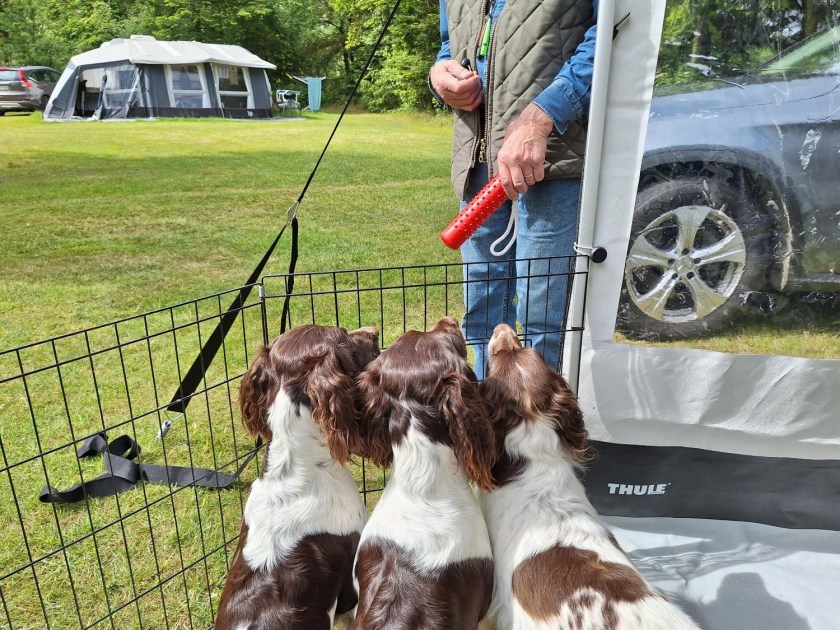Hundene venter på at komme til stranden og vandapportere