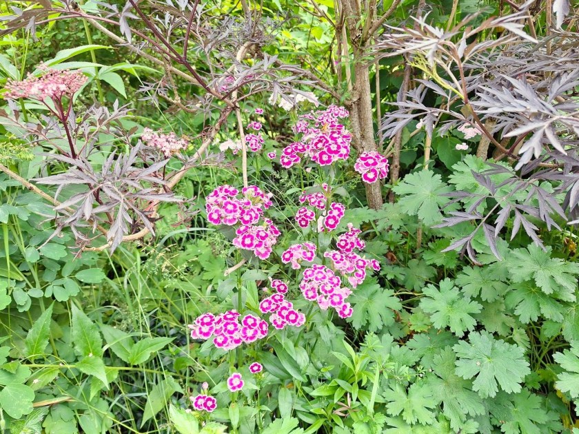 Selvsåede studenternelliker