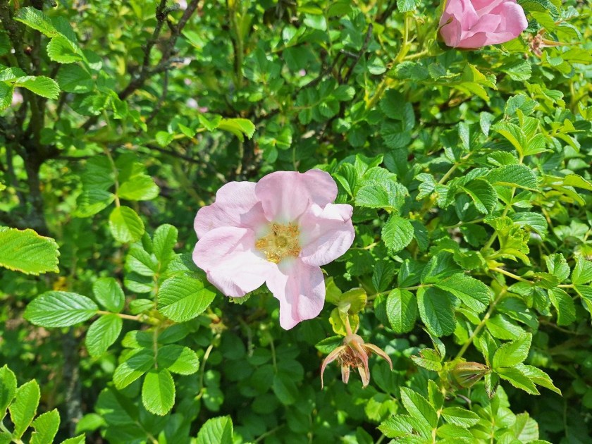 Rose i strandengen