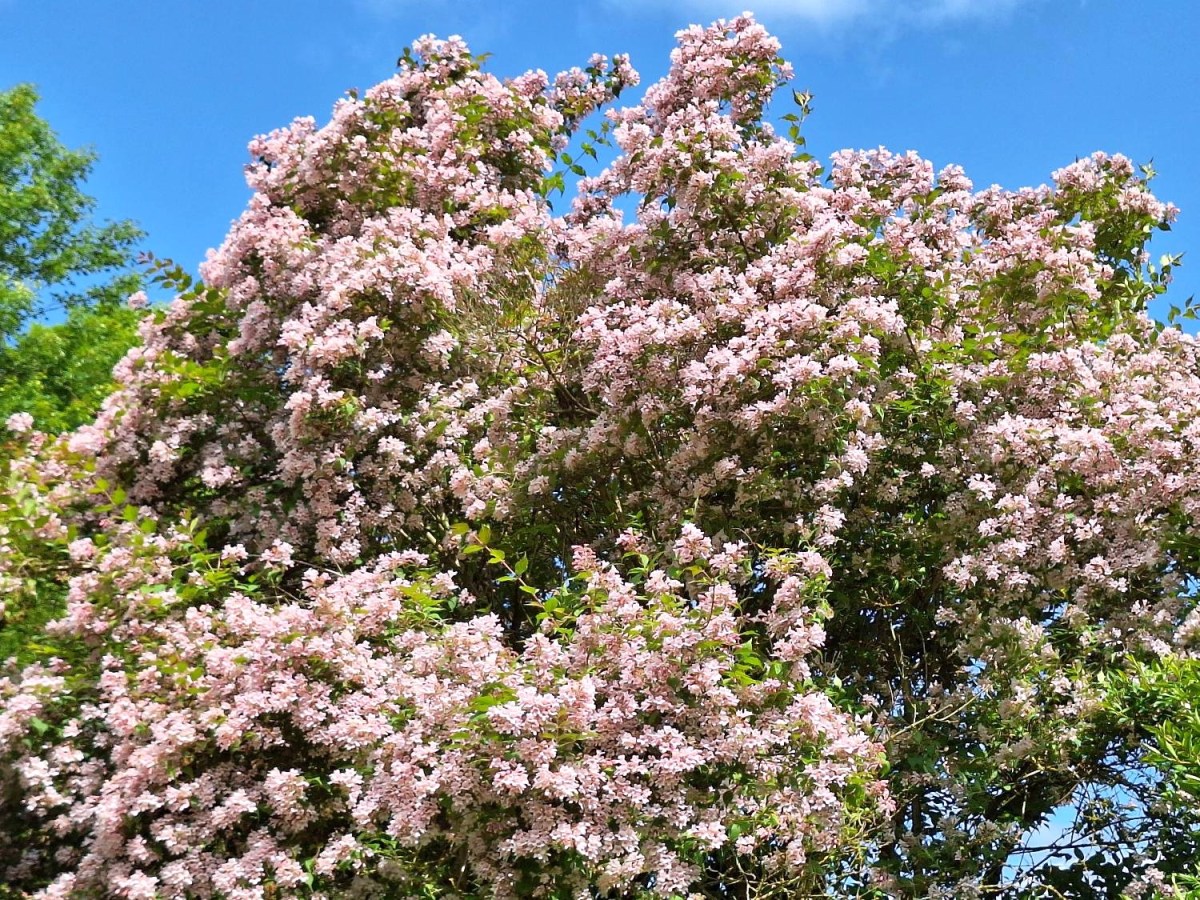 Dronningebusken i den dansende&nbsp;pinsesol